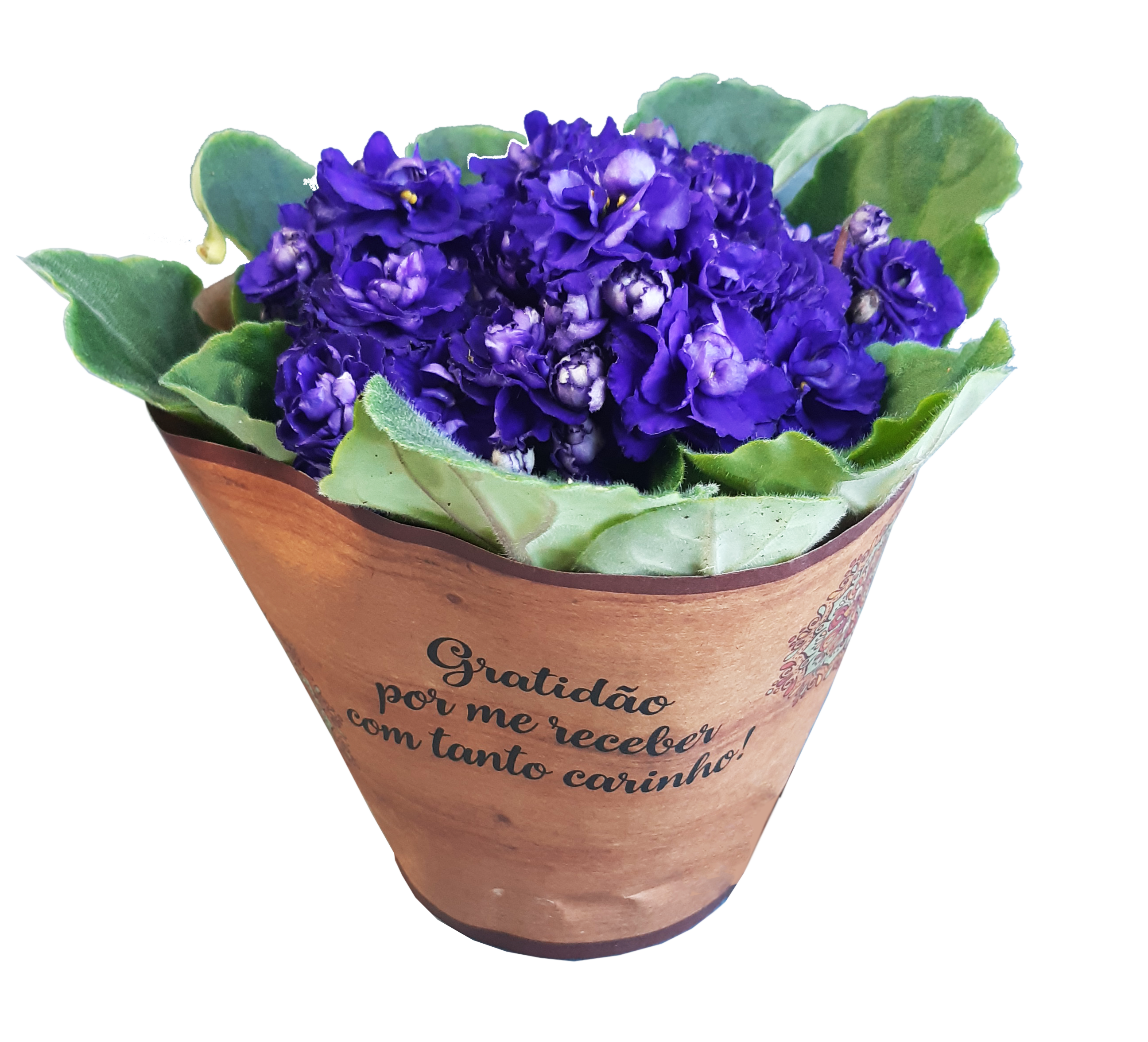 imagem de FLOR VIOLETA